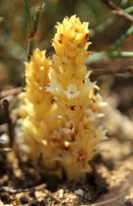 Side Canavar Otu (Orobanche sideana)